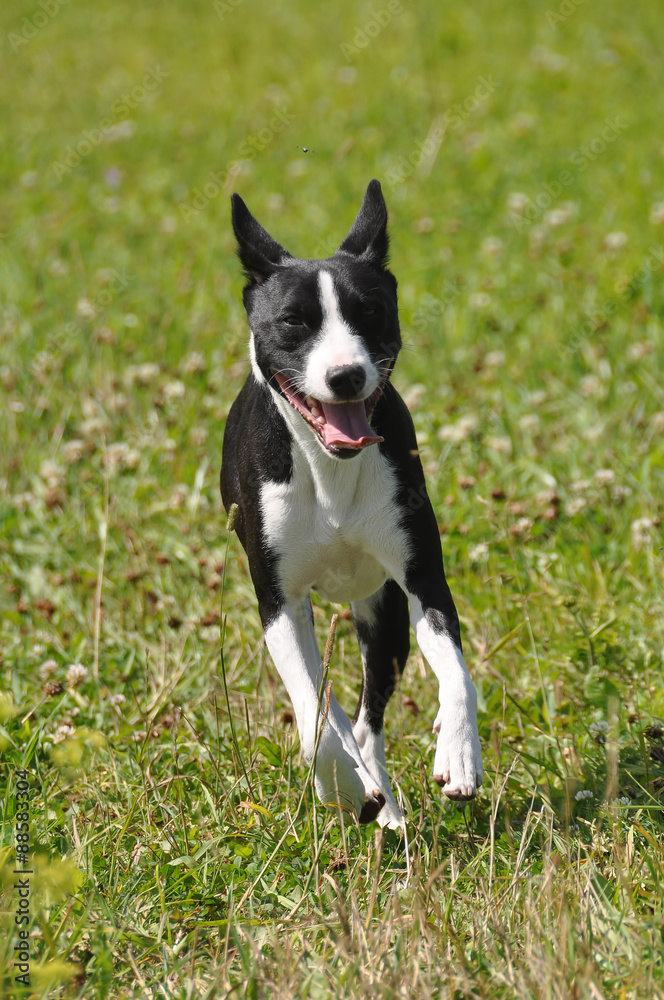 basenji dog running 