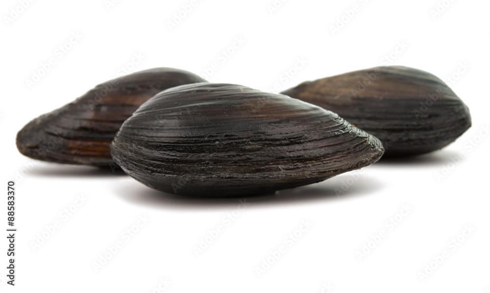 Obraz premium mussels