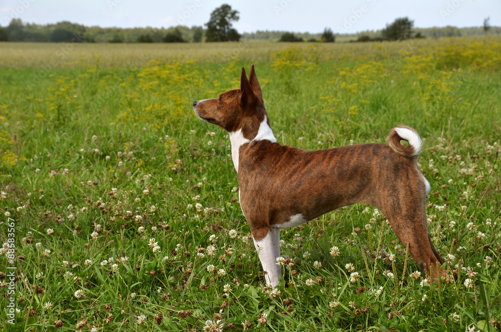 Basenji dog in a grass