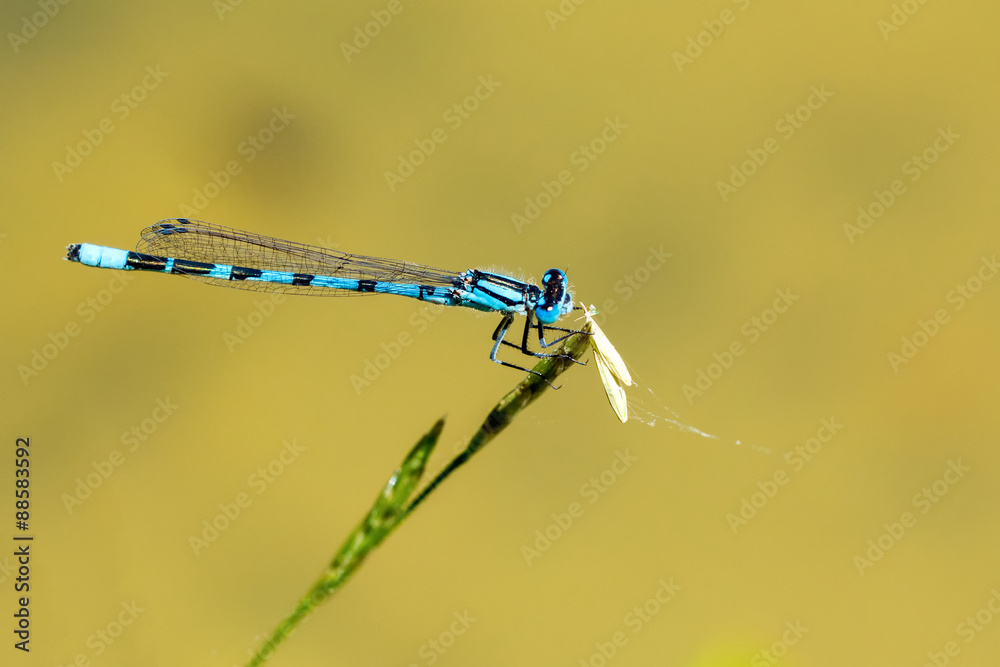 Blue dragonfly sitting on a blade of grass