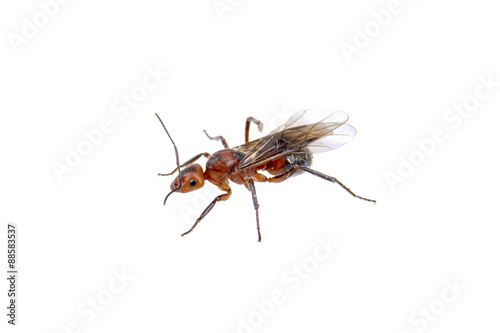 Brown insect on a white background