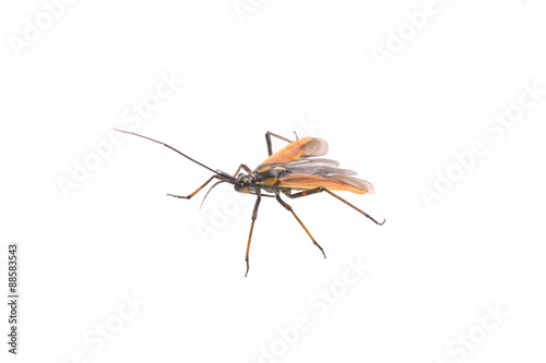 Black brown bug on a white background