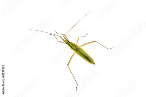 Green insect isolated on a white background