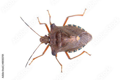Brown shield bug on a white background
