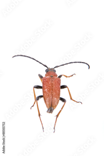 Rusty beetle on a white background