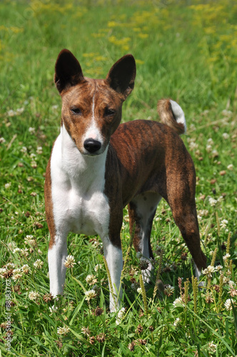 Fototapeta Naklejka Na Ścianę i Meble -  Basenji dog in a grass