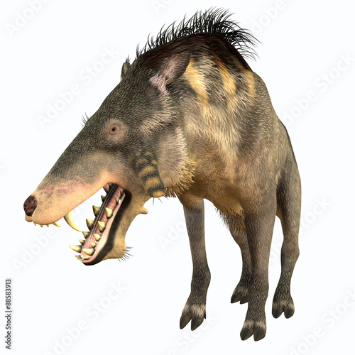 Entelodon Terminator Pig - Entelodon was an omnivorous pig that lived in Europe and Asia in the Eocene through the Oligocene Periods.
