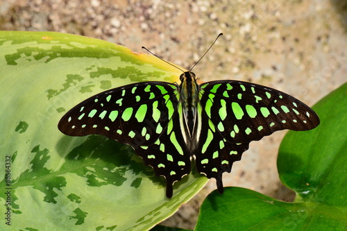 A Tailed Jay butterfly spreads its wings in the butterfly gardens.