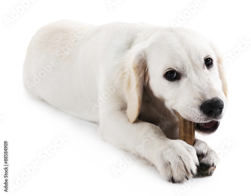 Labrador dog chewing bone isolated on white