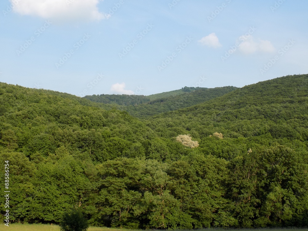 Deciduous forest and sky