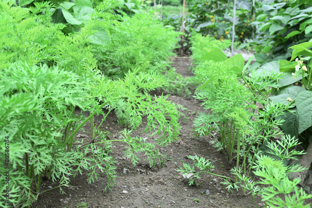 Fototapeta premium 畑で育つ人参