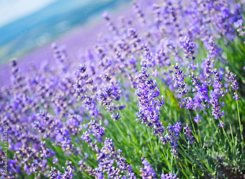 Obraz premium lavender
