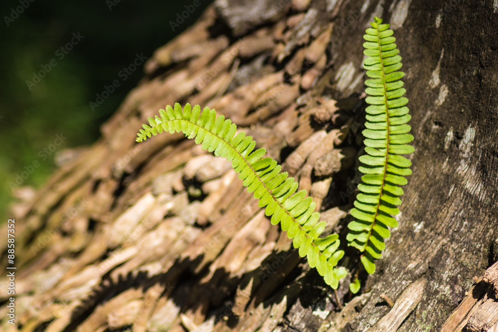 fern growing out of a tree trunk