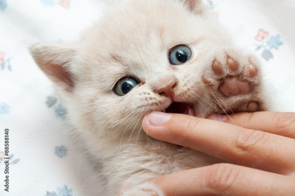 the kitten bites the finger