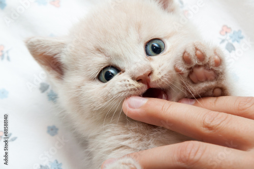 the kitten bites the finger