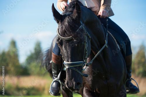 portrait of black dressage horse with rider