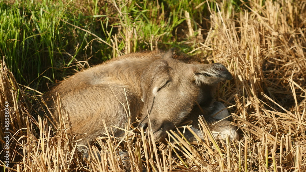 Close up of a buffalo calf sleeping in a hayfield