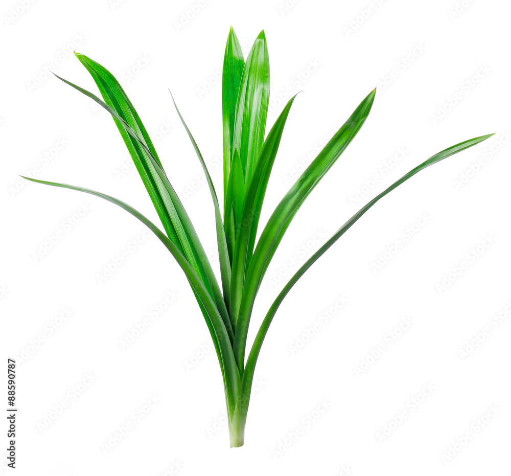 Fresh Pandan leaves isolated on white background Fresh Pandan leaves isolated on white background