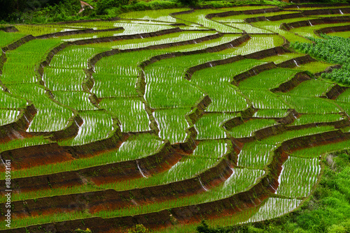 Terraced rice field at Mae Cham, Chiangmai, Thailand