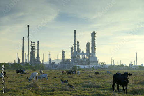 Oil refineries and cattle