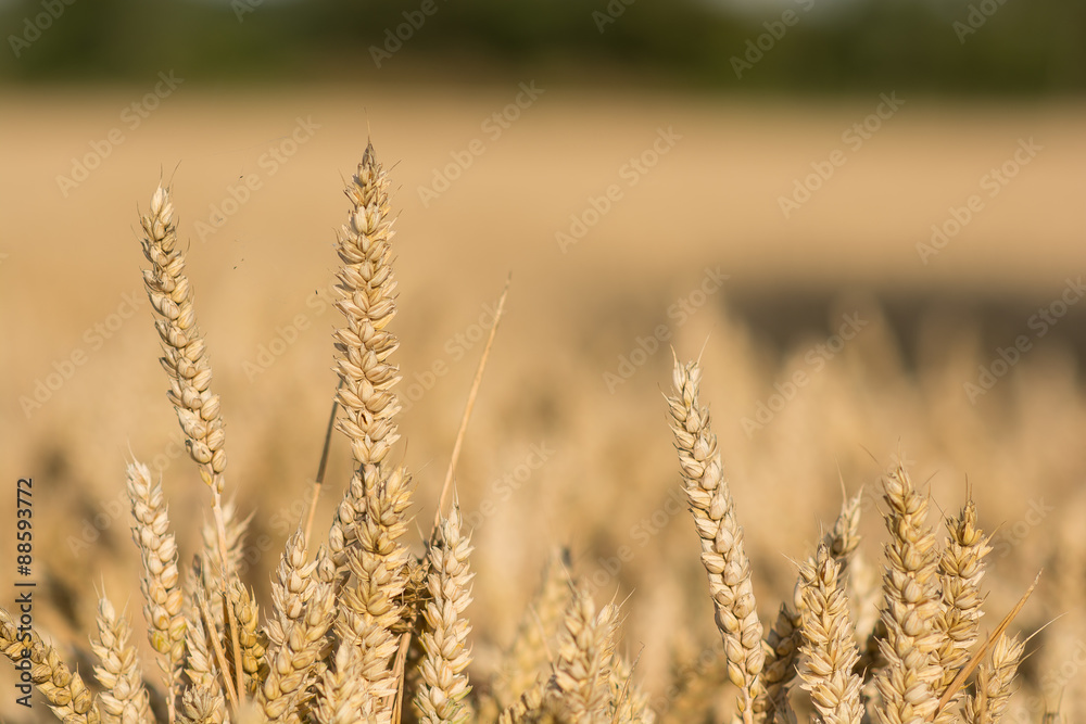 Fototapeta premium Cornfield with ripe wheat , ready to be harvested