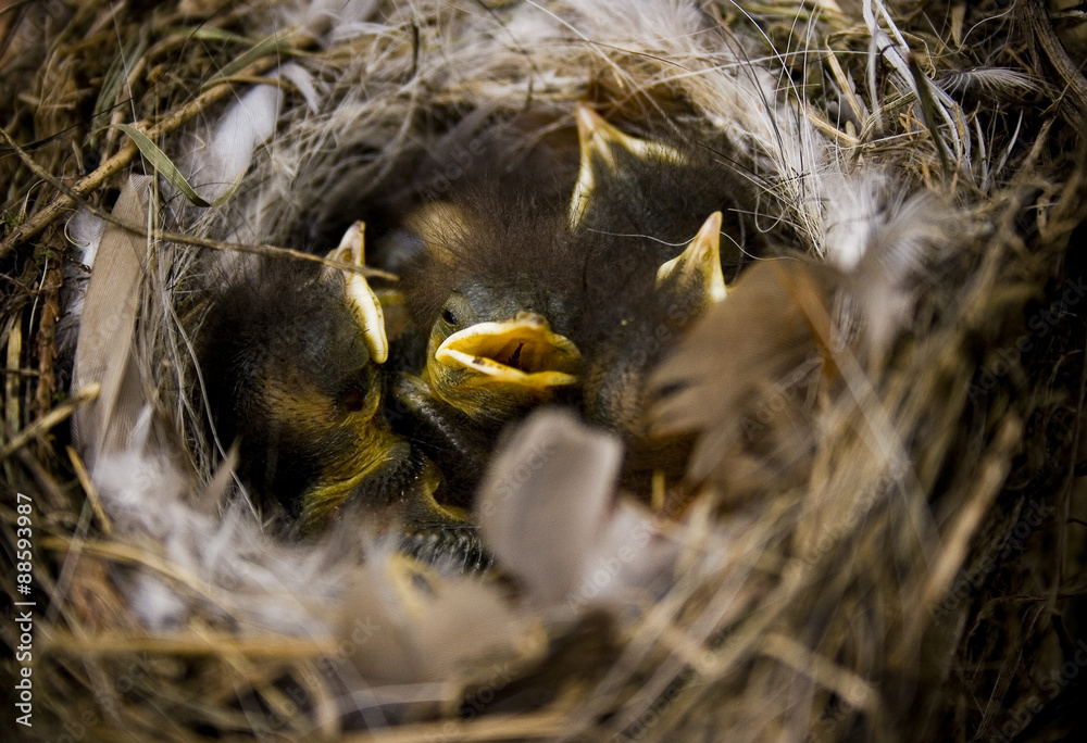 Sleeping little birds Sleeping little birds