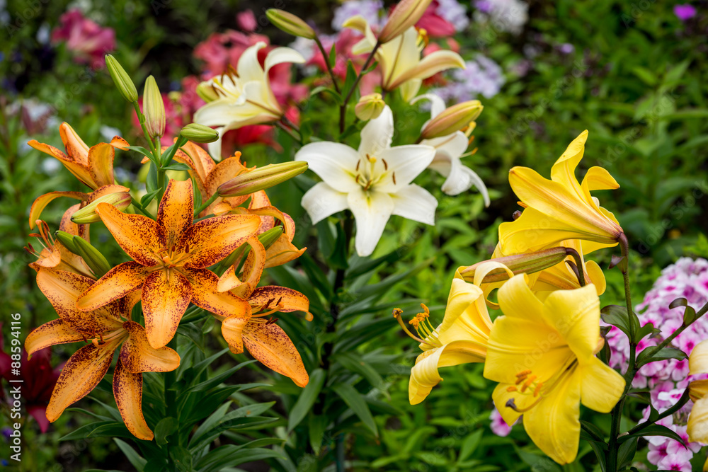 Fototapeta premium Beautiful Big Orange Fire Lily with Buds and Leafs closeup outdoors