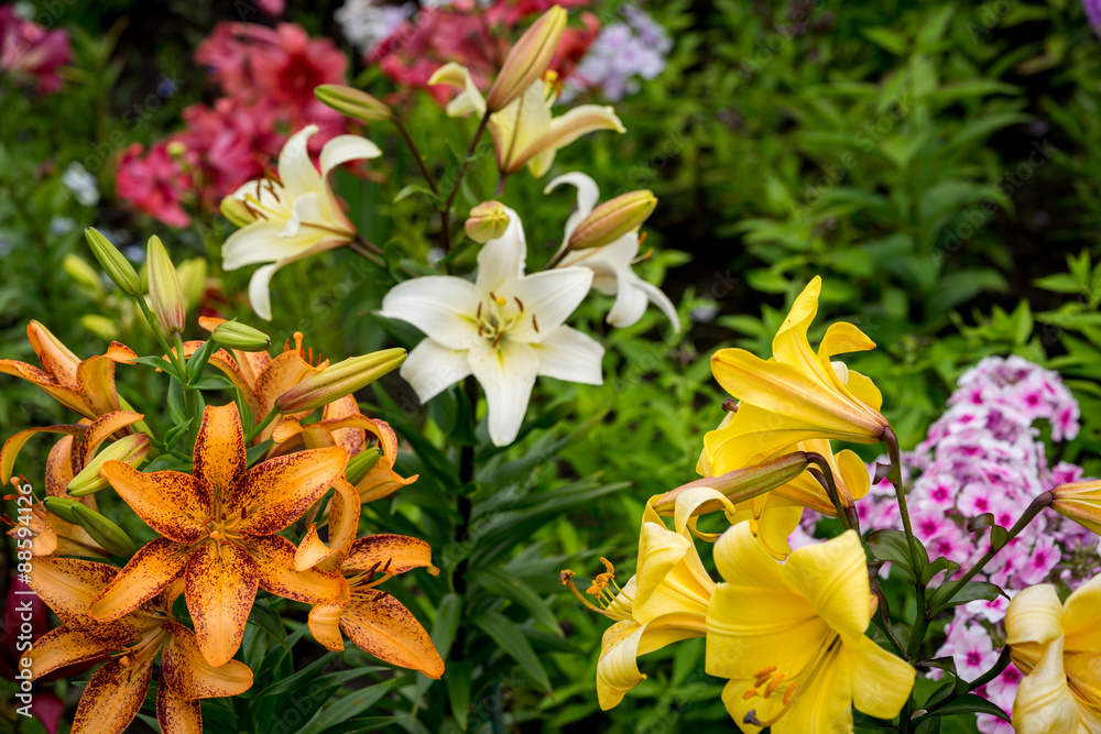 Beautiful Big Orange Fire Lily with Buds and Leafs closeup outdoors Beautiful Big Orange Fire Lily with Buds and Leafs closeup outdoors