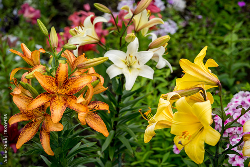 Fototapeta Naklejka Na Ścianę i Meble -  Beautiful Big Orange Fire Lily with Buds and Leafs closeup outdoors