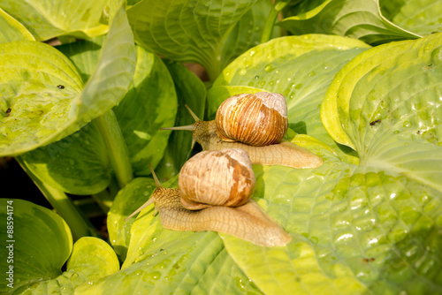 Two garden snail on green and yellow hosta leaves photo