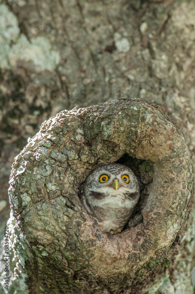 Fototapeta premium spotted owlet