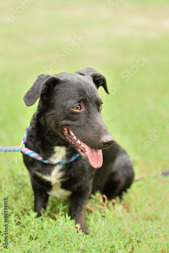 Wallpaper Mural Mongrel dog in the green Torontodigital.ca