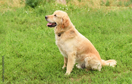 Closeup portrait of a golden retriever dog