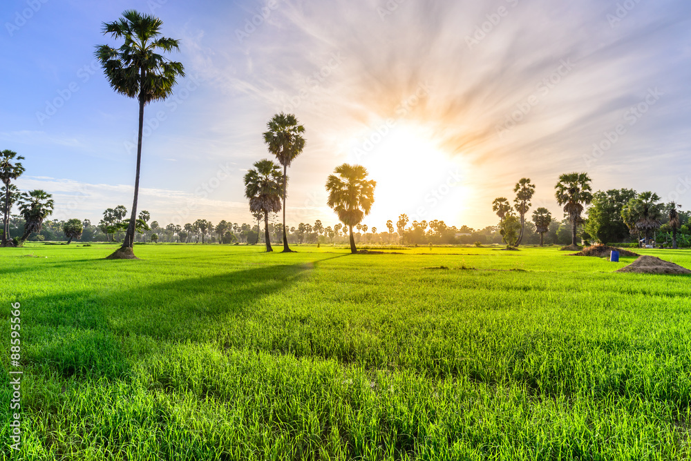 Rice field with palm tree background in morning, Phetchaburi Tha Rice field with palm tree background in morning, Phetchaburi Tha
