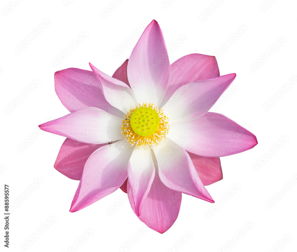 Bloom  Lotus