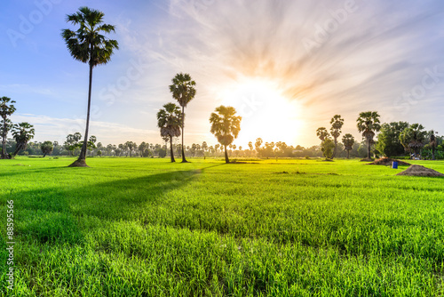 Rice field with palm tree background in morning, Phetchaburi Tha