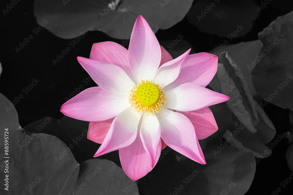 Bloom Lotus