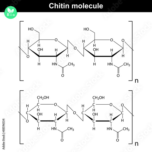 Chitin molecule photo