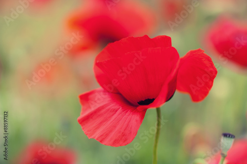 Macro image of red poppy flowers, with small depth of field