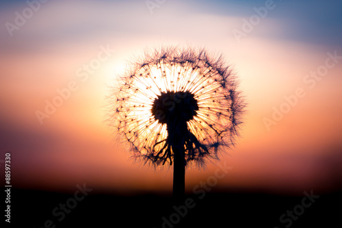 Dandelion flower with sunset