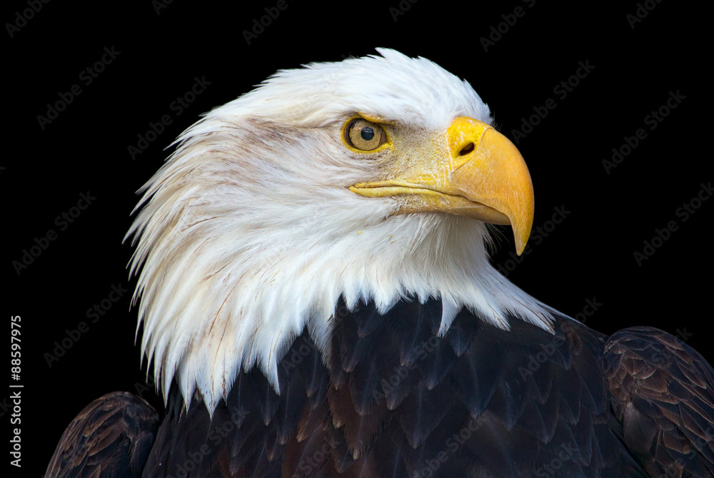 Seeadler Seeadler