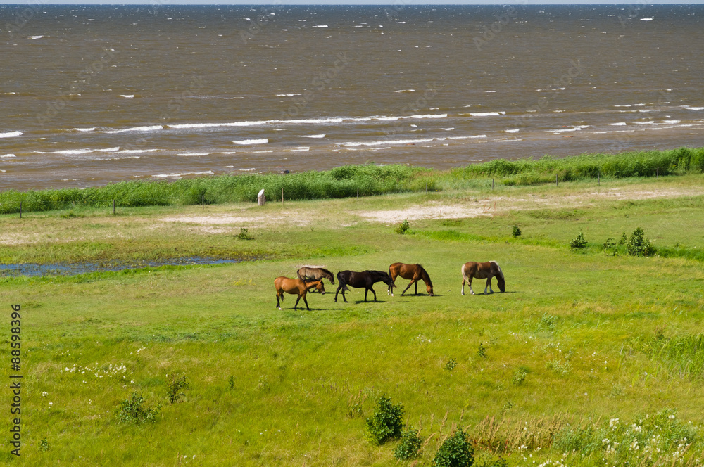 Five horses grazing on the green lush meadow near the sea