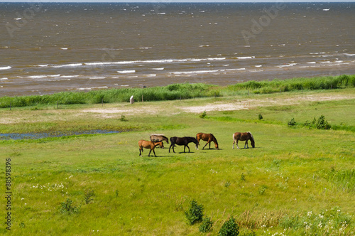 Five horses grazing on the green lush meadow near the sea © alexpolo