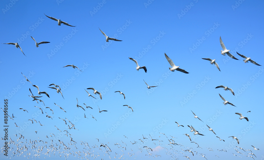 Obraz premium Flock of seagulls flying in blue sky background