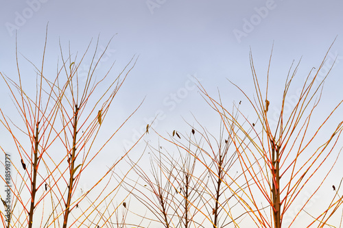 Twigs and sky