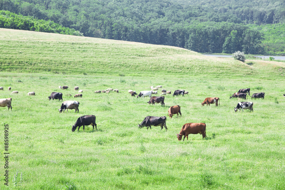 Fototapeta premium Flock of cows