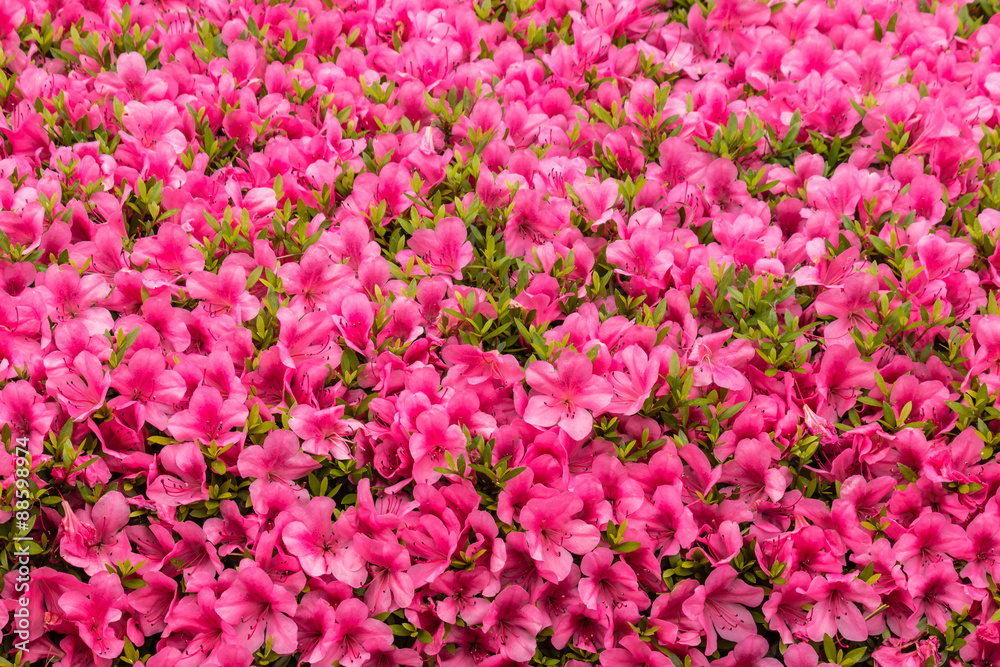 pink azalea flowers background 