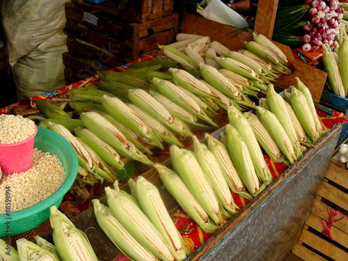 Fresh corncobs on mexican market