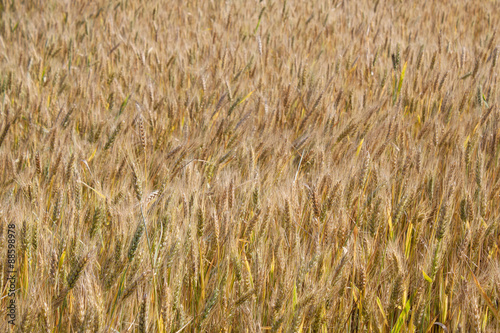 Yellow grain ready for harvest © indigolotos