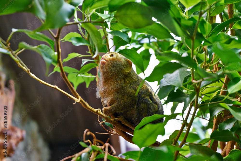 Naklejka premium Pygmy Marmoset